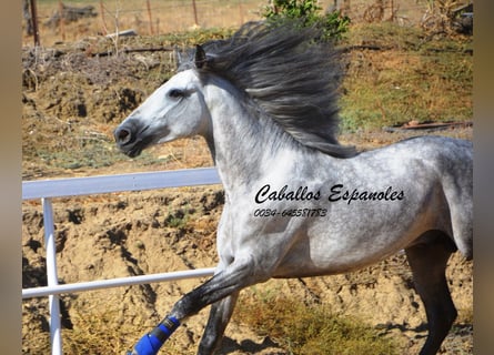 PRE, Étalon, 4 Ans, 164 cm, Gris pommelé