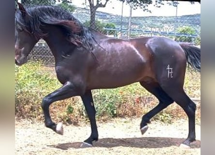 PRE Croisé, Étalon, 4 Ans, 164 cm, Noir