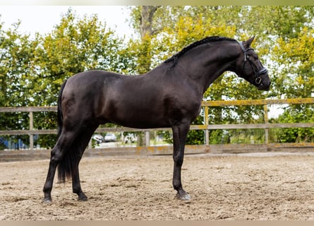 PRE Croisé, Étalon, 4 Ans, 164 cm, Noir