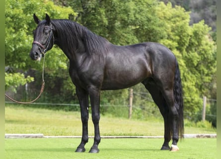 PRE Croisé, Étalon, 4 Ans, 164 cm, Noir