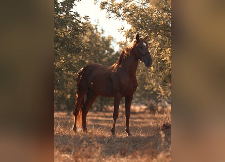 PRE, Étalon, 4 Ans, 165 cm, Alezan