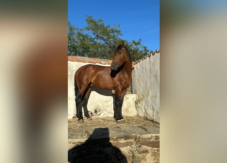 PRE, Étalon, 4 Ans, 165 cm, Bai
