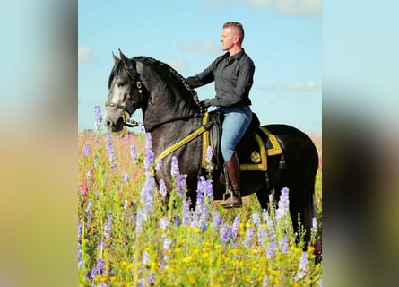 PRE Croisé, Étalon, 4 Ans, 165 cm, Gris