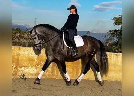 PRE Croisé, Étalon, 4 Ans, 165 cm, Gris noir