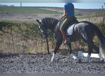 PRE, Étalon, 4 Ans, 165 cm, Gris pommelé