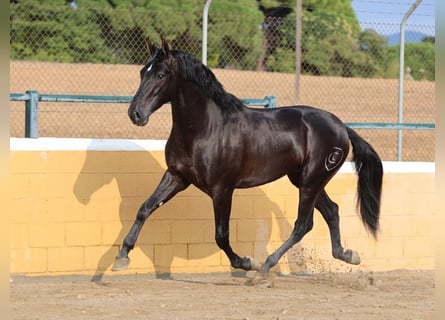 PRE Croisé, Étalon, 4 Ans, 165 cm, Noir