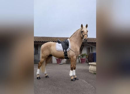 PRE, Étalon, 4 Ans, 165 cm, Palomino