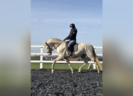 PRE, Étalon, 4 Ans, 165 cm, Perlino
