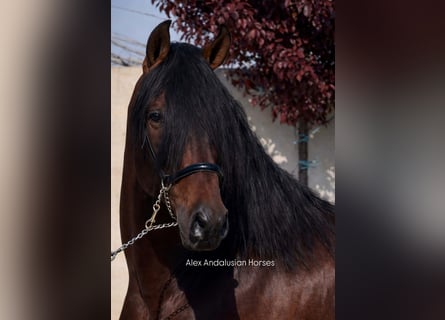 PRE Croisé, Étalon, 4 Ans, 166 cm, Bai brun