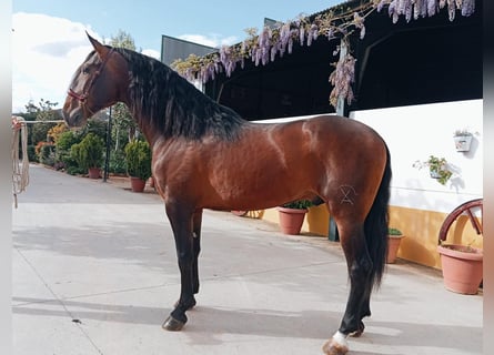 PRE Croisé, Étalon, 4 Ans, 166 cm, Bai