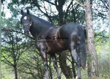 PRE, Étalon, 4 Ans, 166 cm