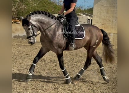 PRE Croisé, Étalon, 4 Ans, 166 cm, Gris pommelé