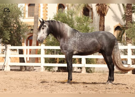 PRE, Étalon, 4 Ans, 166 cm, Gris pommelé