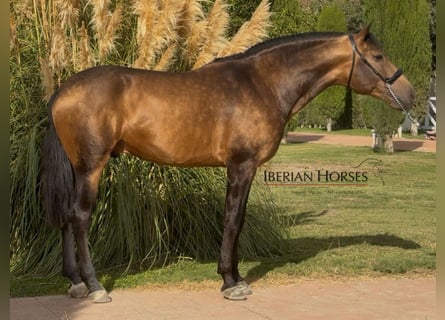 PRE Croisé, Étalon, 4 Ans, 166 cm, Isabelle PRE Croisé, Étalon, 4 Ans, 166 cm, Isabelle