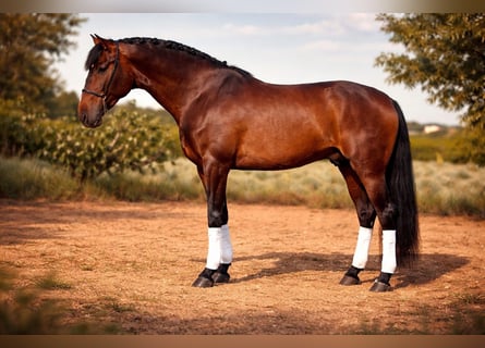 PRE Croisé, Étalon, 4 Ans, 167 cm, Bai brun