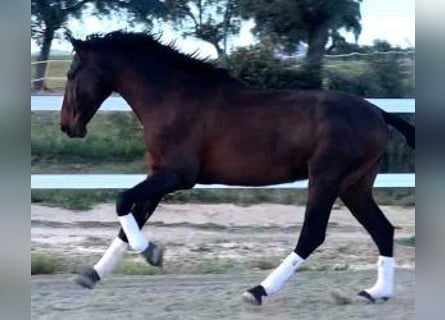 PRE Croisé, Étalon, 4 Ans, 167 cm, Bai cerise