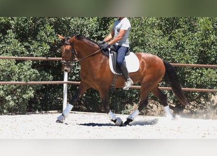 PRE Croisé, Étalon, 4 Ans, 167 cm, Bai cerise