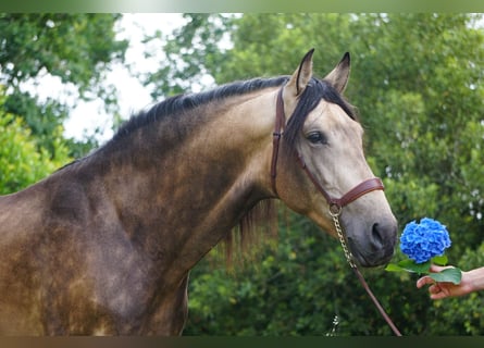 PRE, Étalon, 4 Ans, 167 cm, Buckskin