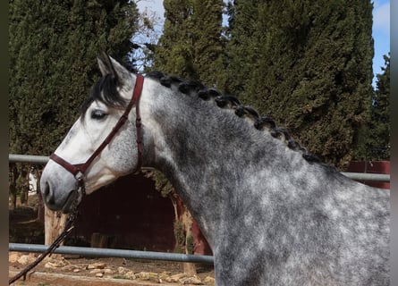 PRE Croisé, Étalon, 4 Ans, 167 cm, Gris