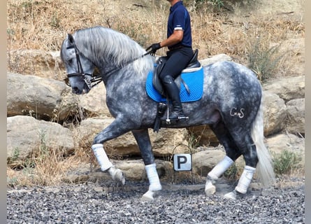 PRE Croisé, Étalon, 4 Ans, 167 cm, Gris