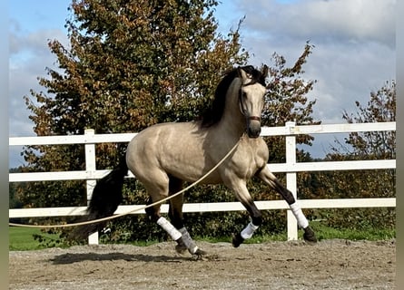 PRE, Étalon, 4 Ans, 167 cm, Isabelle