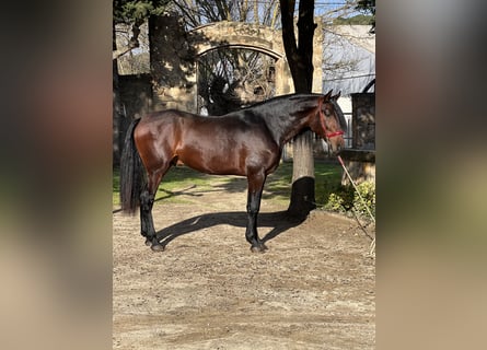 PRE, Étalon, 4 Ans, 168 cm, Bai