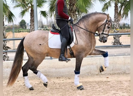 PRE Croisé, Étalon, 4 Ans, 168 cm, Gris