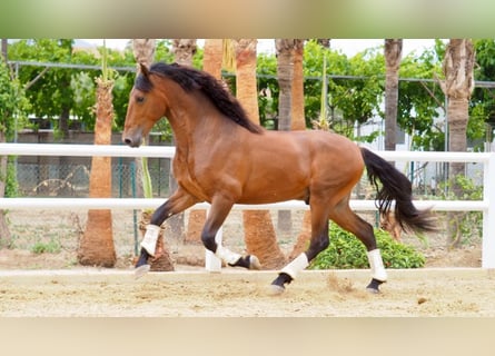 PRE Croisé, Étalon, 4 Ans, 169 cm, Bai cerise