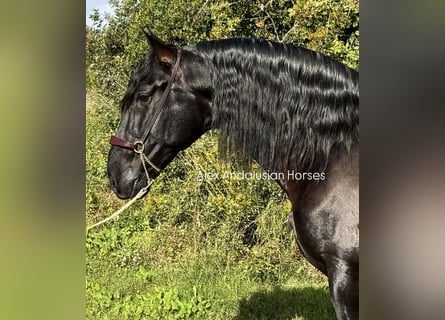 PRE Croisé, Étalon, 4 Ans, 169 cm, Noir