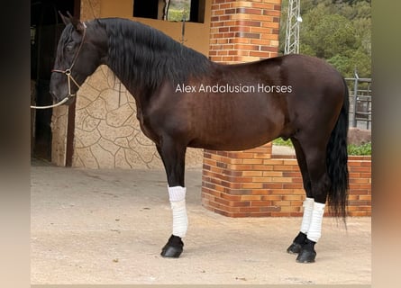 PRE Croisé, Étalon, 4 Ans, 169 cm, Noir