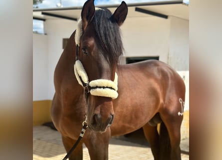 PRE Croisé, Étalon, 4 Ans, 170 cm, Bai brun