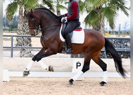 PRE Croisé, Étalon, 4 Ans, 170 cm, Bai