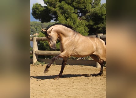 PRE Croisé, Étalon, 4 Ans, 170 cm, Buckskin