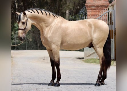 PRE Croisé, Étalon, 4 Ans, 170 cm, Buckskin
