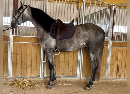 PRE Croisé, Étalon, 4 Ans, 170 cm, Gris