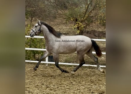 PRE Croisé, Étalon, 4 Ans, 170 cm, Gris