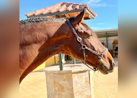 PRE Croisé, Étalon, 4 Ans, 172 cm, Bai brun