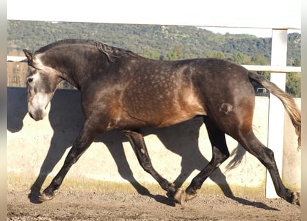 PRE Croisé, Étalon, 4 Ans, 172 cm, Gris