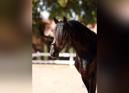PRE, Étalon, 4 Ans, 172 cm, Noir
