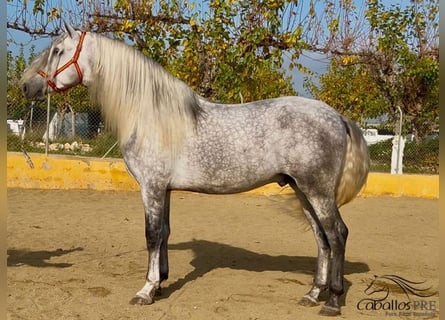 PRE, Étalon, 4 Ans, 173 cm, Gris