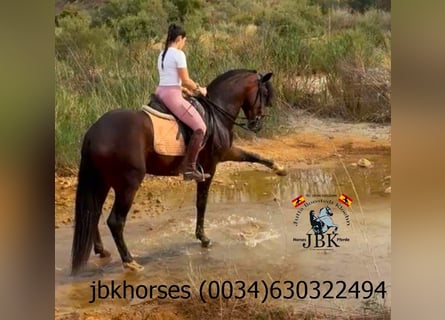 PRE, Étalon, 4 Ans, Bai