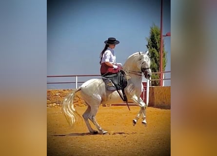 PRE Croisé, Étalon, 4 Ans