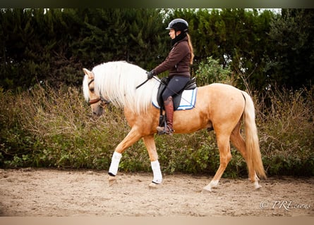 PRE Croisé, Étalon, 4 Ans, Palomino