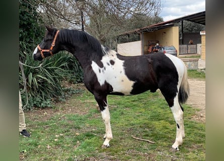 PRE Croisé, Étalon, 4 Ans, Pinto