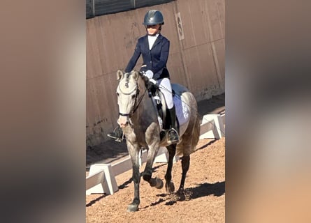 PRE Croisé, Étalon, 5 Ans, 142 cm, Gris pommelé