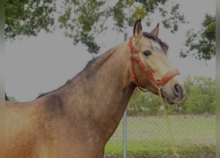 PRE Croisé, Étalon, 5 Ans, 155 cm, Bai cerise