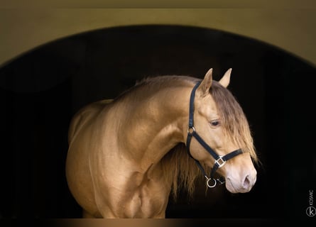PRE Croisé, Étalon, 5 Ans, 157 cm, Perle