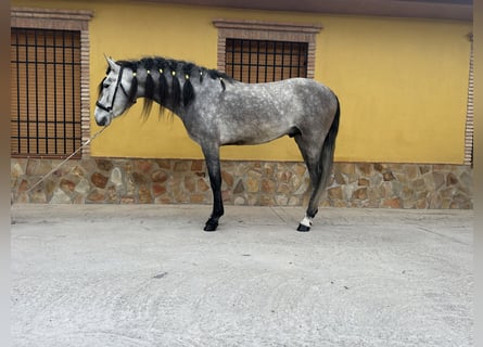 PRE, Étalon, 5 Ans, 158 cm, Gris pommelé
