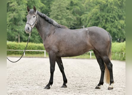 PRE Croisé, Étalon, 5 Ans, 158 cm, Rouan bleu