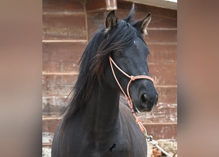PRE Croisé, Étalon, 5 Ans, 159 cm, Noir